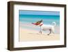 Dog and Red Flying Disc-Javier Brosch-Framed Photographic Print