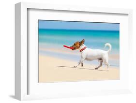 Dog and Red Flying Disc-Javier Brosch-Framed Photographic Print