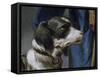 Dog Argo-Giovanni Battista Tiepolo-Framed Stretched Canvas
