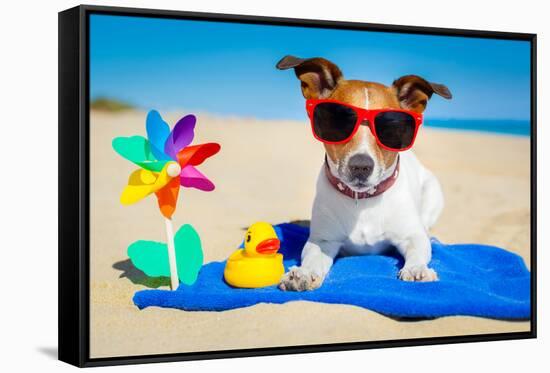 Dog at Beach-Javier Brosch-Framed Stretched Canvas