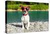 Dog at River in Summer-Javier Brosch-Stretched Canvas
