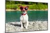 Dog at River in Summer-Javier Brosch-Mounted Photographic Print
