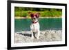 Dog at River in Summer-Javier Brosch-Framed Photographic Print