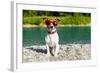 Dog at River in Summer-Javier Brosch-Framed Photographic Print