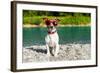 Dog at River in Summer-Javier Brosch-Framed Photographic Print