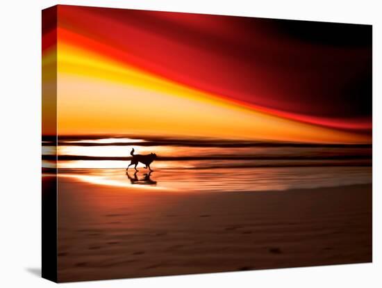 Dog at Sunset-Josh Adamski-Stretched Canvas