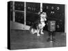 Dog at Wgy Radio Microphone-null-Stretched Canvas