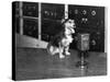 Dog at Wgy Radio Microphone-null-Stretched Canvas