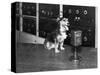 Dog at Wgy Radio Microphone-null-Stretched Canvas