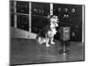 Dog at Wgy Radio Microphone-null-Mounted Photographic Print