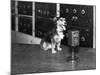 Dog at Wgy Radio Microphone-null-Mounted Photographic Print