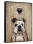 Dog Au Vin English Bulldog-Fab Funky-Framed Stretched Canvas