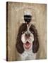 Dog Au Vin Springer Spaniel-Fab Funky-Stretched Canvas