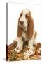 Dog Basset Hound in Studio Sitting on a Pile-null-Stretched Canvas