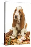 Dog Basset Hound in Studio Sitting on a Pile-null-Stretched Canvas
