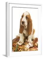 Dog Basset Hound in Studio Sitting on a Pile-null-Framed Photographic Print