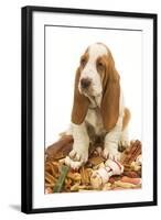 Dog Basset Hound in Studio Sitting on a Pile-null-Framed Photographic Print