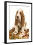 Dog Basset Hound in Studio Sitting on a Pile-null-Framed Photographic Print
