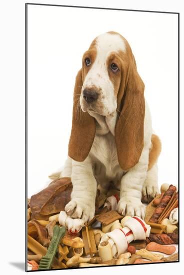 Dog Basset Hound in Studio Sitting on a Pile-null-Mounted Photographic Print