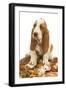 Dog Basset Hound in Studio Sitting on a Pile-null-Framed Photographic Print