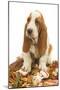 Dog Basset Hound in Studio Sitting on a Pile-null-Mounted Photographic Print