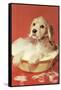 Dog Bathing in Plastic Basin-Found Image Press-Framed Stretched Canvas