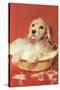 Dog Bathing in Plastic Basin-null-Stretched Canvas
