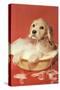 Dog Bathing in Plastic Basin-null-Stretched Canvas