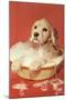 Dog Bathing in Plastic Basin-null-Mounted Art Print