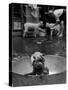 Dog Being Bathed in Back Yard-Robert W^ Kelley-Stretched Canvas