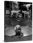 Dog Being Bathed in Back Yard-Robert W^ Kelley-Stretched Canvas