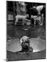 Dog Being Bathed in Back Yard-Robert W^ Kelley-Mounted Photographic Print