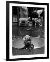 Dog Being Bathed in Back Yard-Robert W^ Kelley-Framed Photographic Print