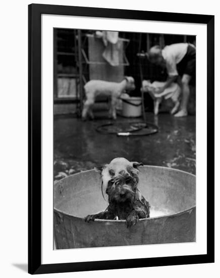 Dog Being Bathed in Back Yard-Robert W^ Kelley-Framed Photographic Print