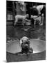 Dog Being Bathed in Back Yard-Robert W^ Kelley-Mounted Photographic Print