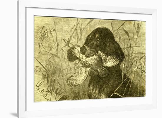 Dog Bird Hunt 1891, Austria-null-Framed Giclee Print