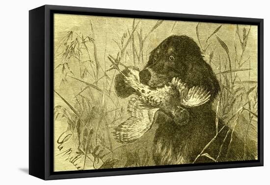 Dog Bird Hunt 1891, Austria-null-Framed Stretched Canvas