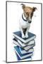 Dog Book Stack-Javier Brosch-Mounted Photographic Print