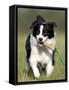 Dog, Border Collie, Lemgo, Germany-Thorsten Milse-Framed Stretched Canvas