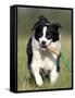 Dog, Border Collie, Lemgo, Germany-Thorsten Milse-Framed Stretched Canvas