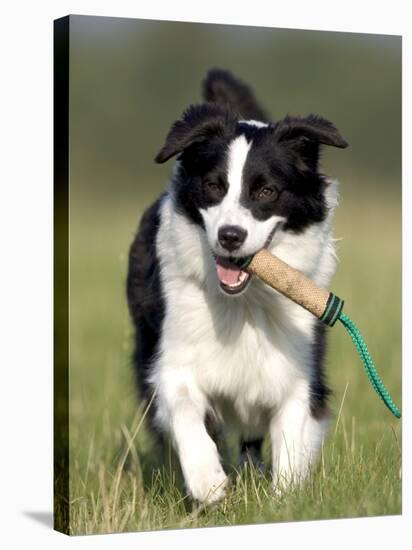 Dog, Border Collie, Lemgo, Germany-Thorsten Milse-Stretched Canvas