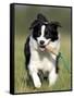 Dog, Border Collie, Lemgo, Germany-Thorsten Milse-Framed Stretched Canvas