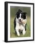 Dog, Border Collie, Lemgo, Germany-Thorsten Milse-Framed Photographic Print