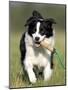 Dog, Border Collie, Lemgo, Germany-Thorsten Milse-Mounted Photographic Print