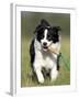 Dog, Border Collie, Lemgo, Germany-Thorsten Milse-Framed Photographic Print