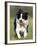 Dog, Border Collie, Lemgo, Germany-Thorsten Milse-Framed Photographic Print