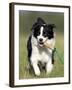 Dog, Border Collie, Lemgo, Germany-Thorsten Milse-Framed Photographic Print