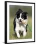 Dog, Border Collie, Lemgo, Germany-Thorsten Milse-Framed Photographic Print