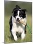 Dog, Border Collie, Lemgo, Germany-Thorsten Milse-Mounted Photographic Print
