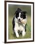 Dog, Border Collie, Lemgo, Germany-Thorsten Milse-Framed Photographic Print